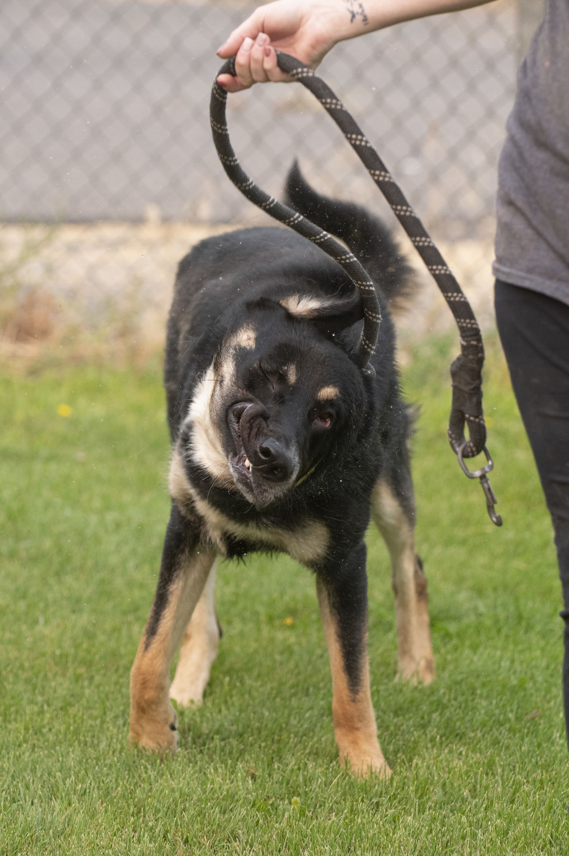 Minidoka Joint Powers Animal Control & Shelter in need